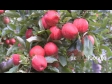 Hands Picking Red Apples 1 1056